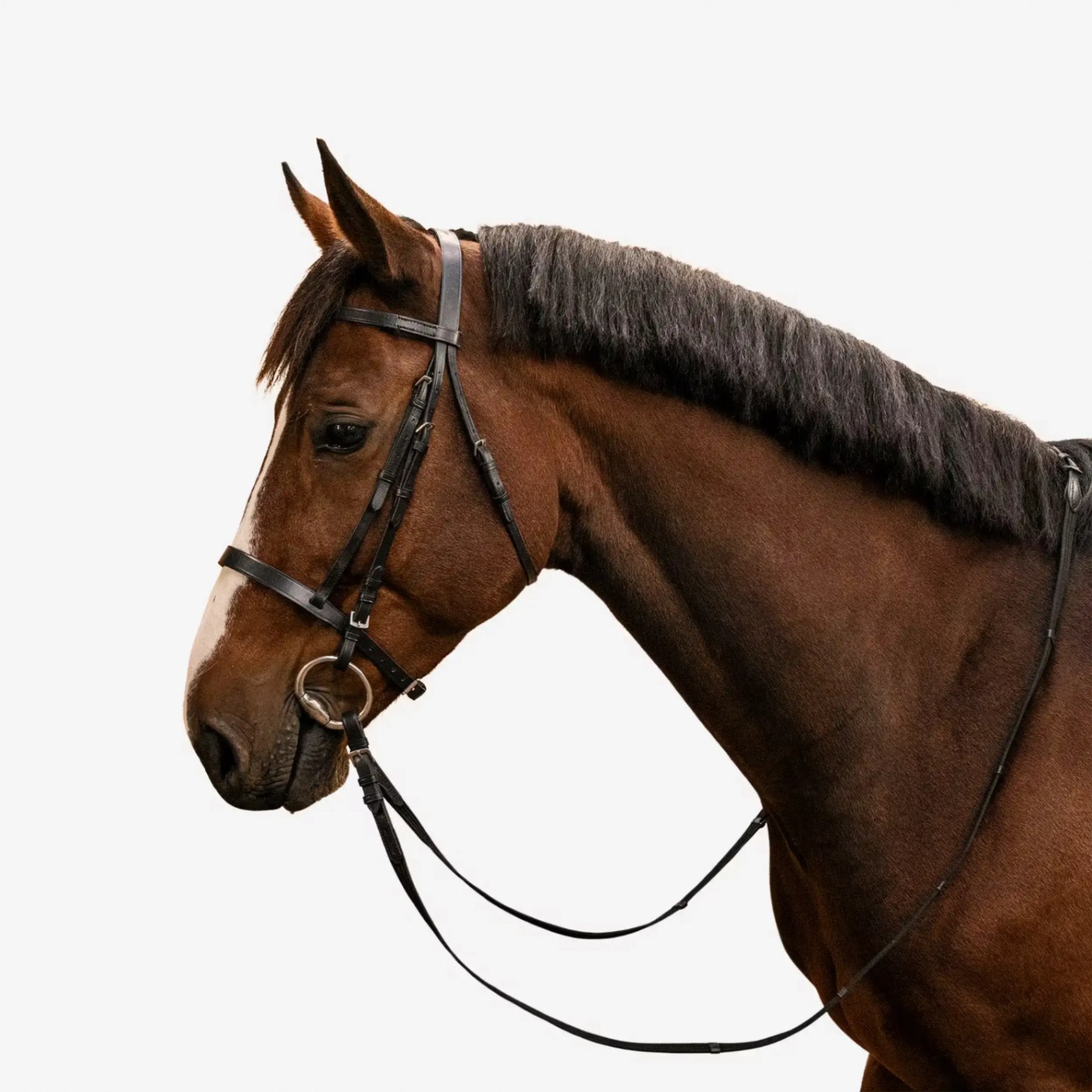 Filet et Rênes Équitation Cuir - Cheval & Poney Maroc