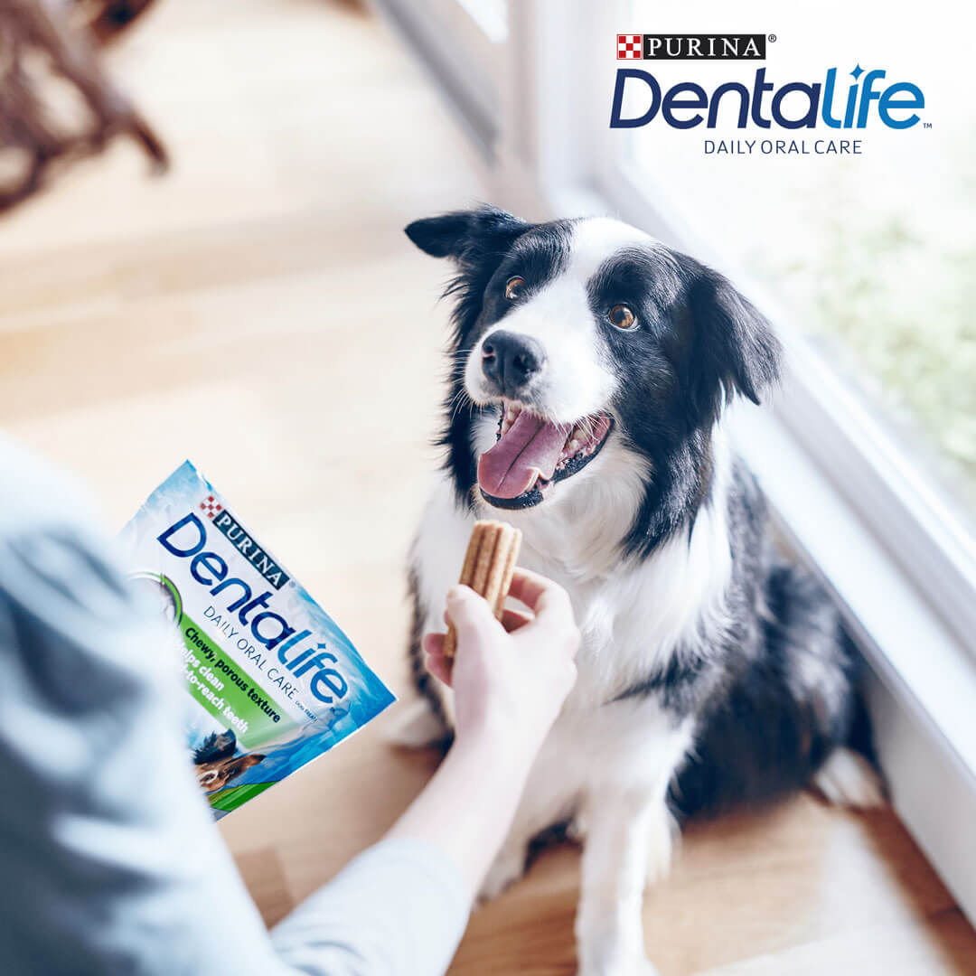 Friandise Bâtonnets À Mâcher  Pour Chien  Medium  Dentalife miniature 3