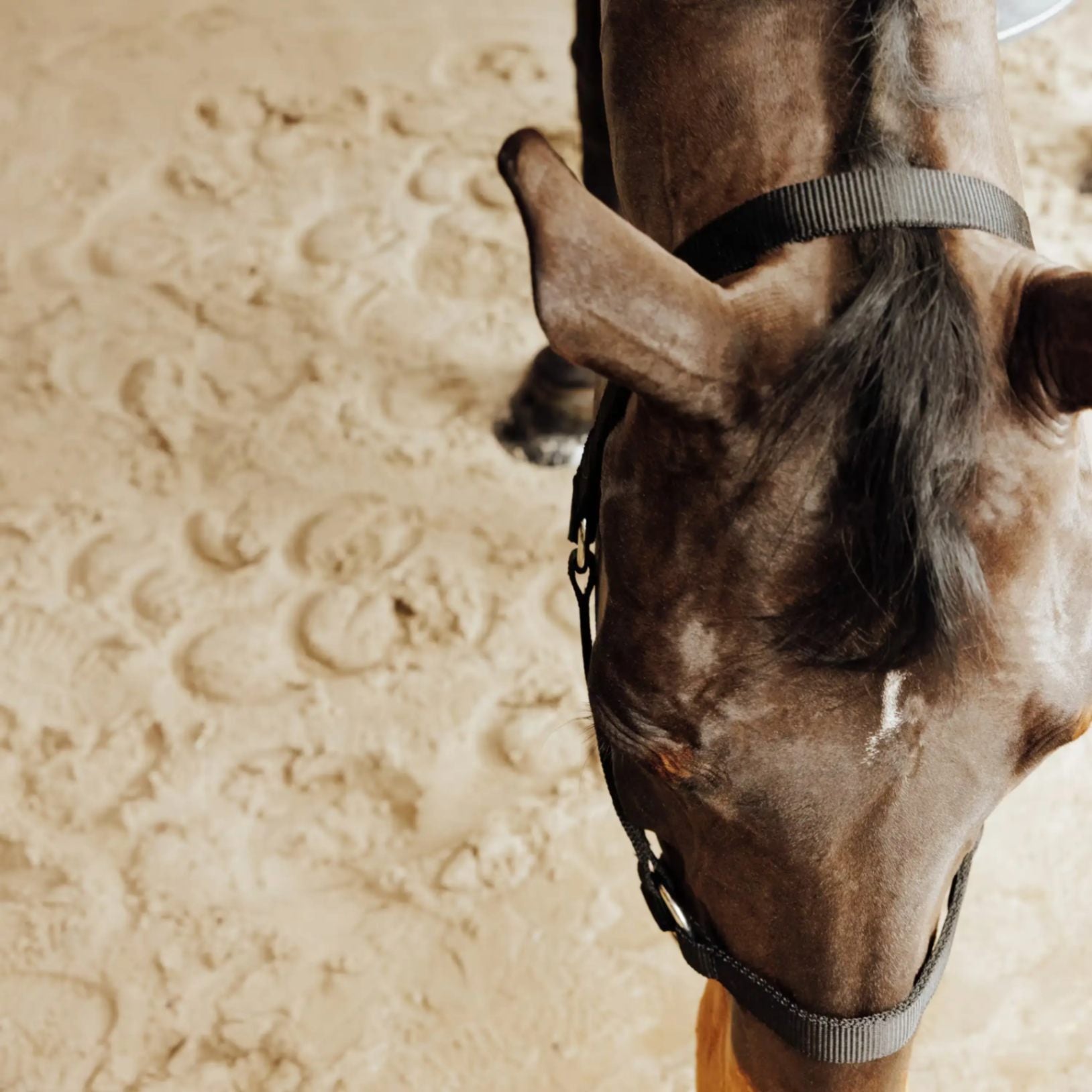 Licol Cheval et Poney Équitation Maroc - Confort et Attache miniature 4