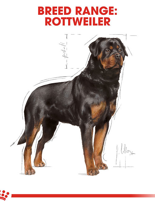 Royal Canin Rottweiler Adult 12kg miniature 2