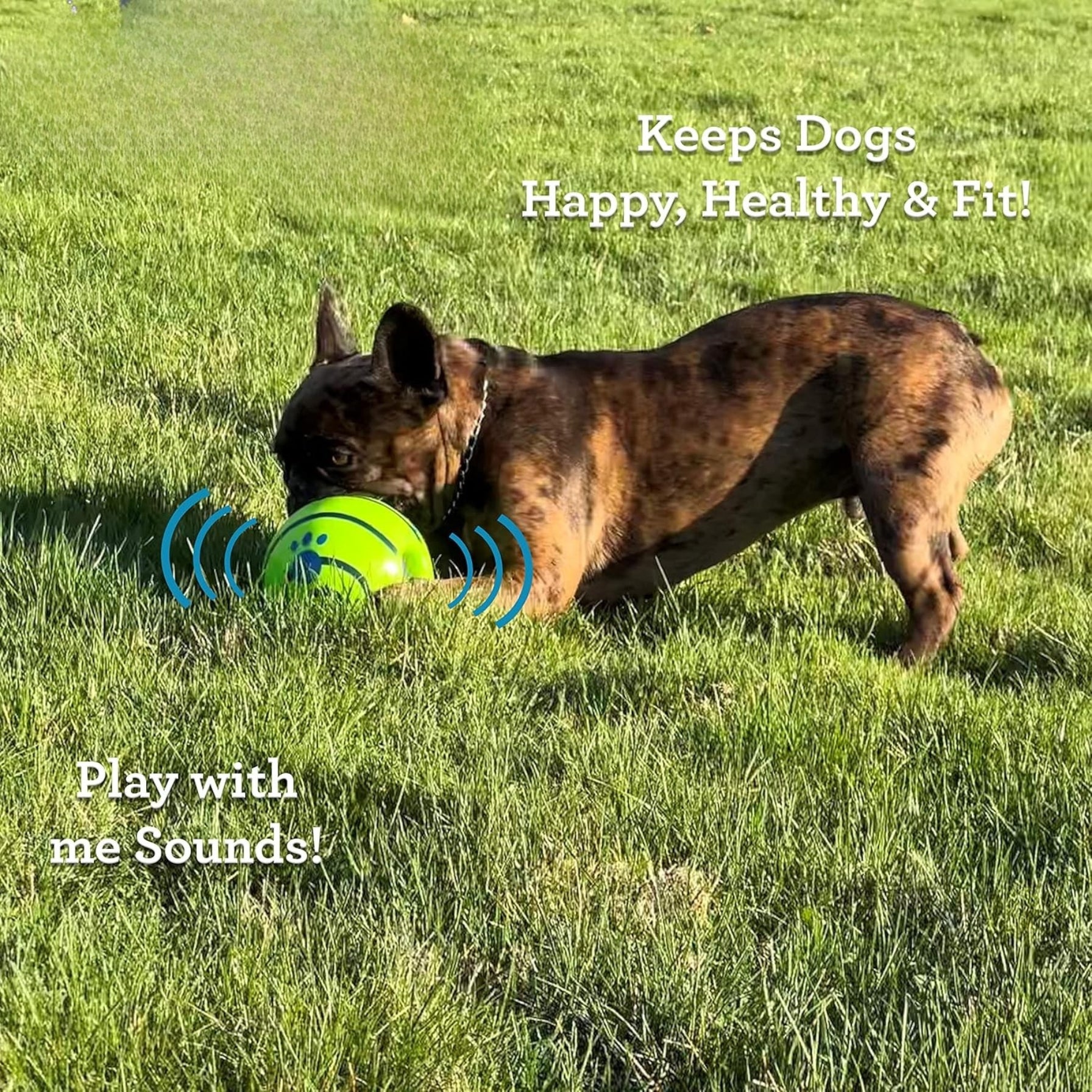 Balle Interactif pour Chien – Bruits Amusants Sans Piles, S’Active en Roulant ou en Secouant thumbnail 2