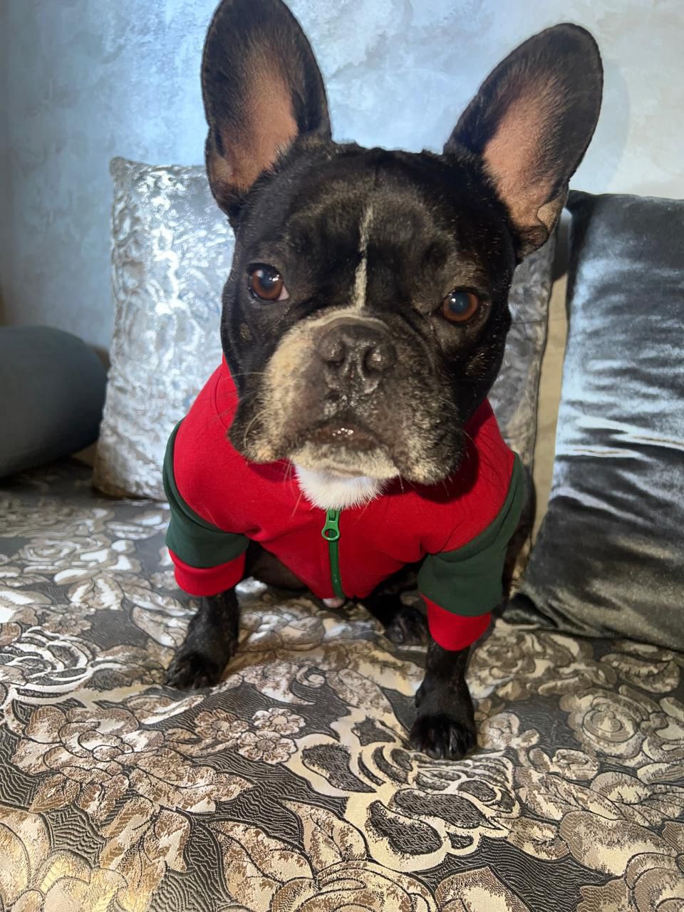 Capuche CAN 2025 thumbnail 2