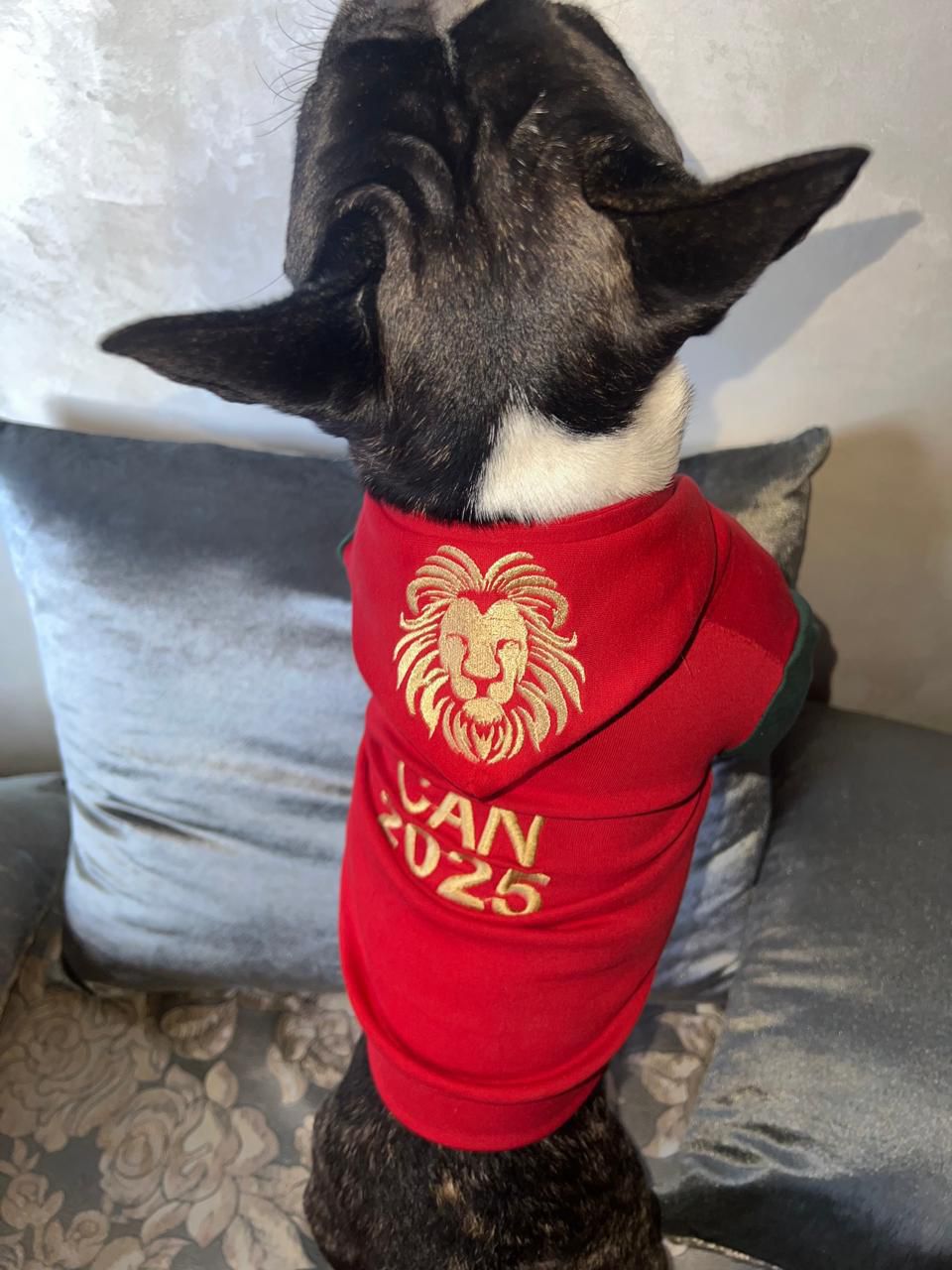 Capuche CAN 2025 thumbnail 5