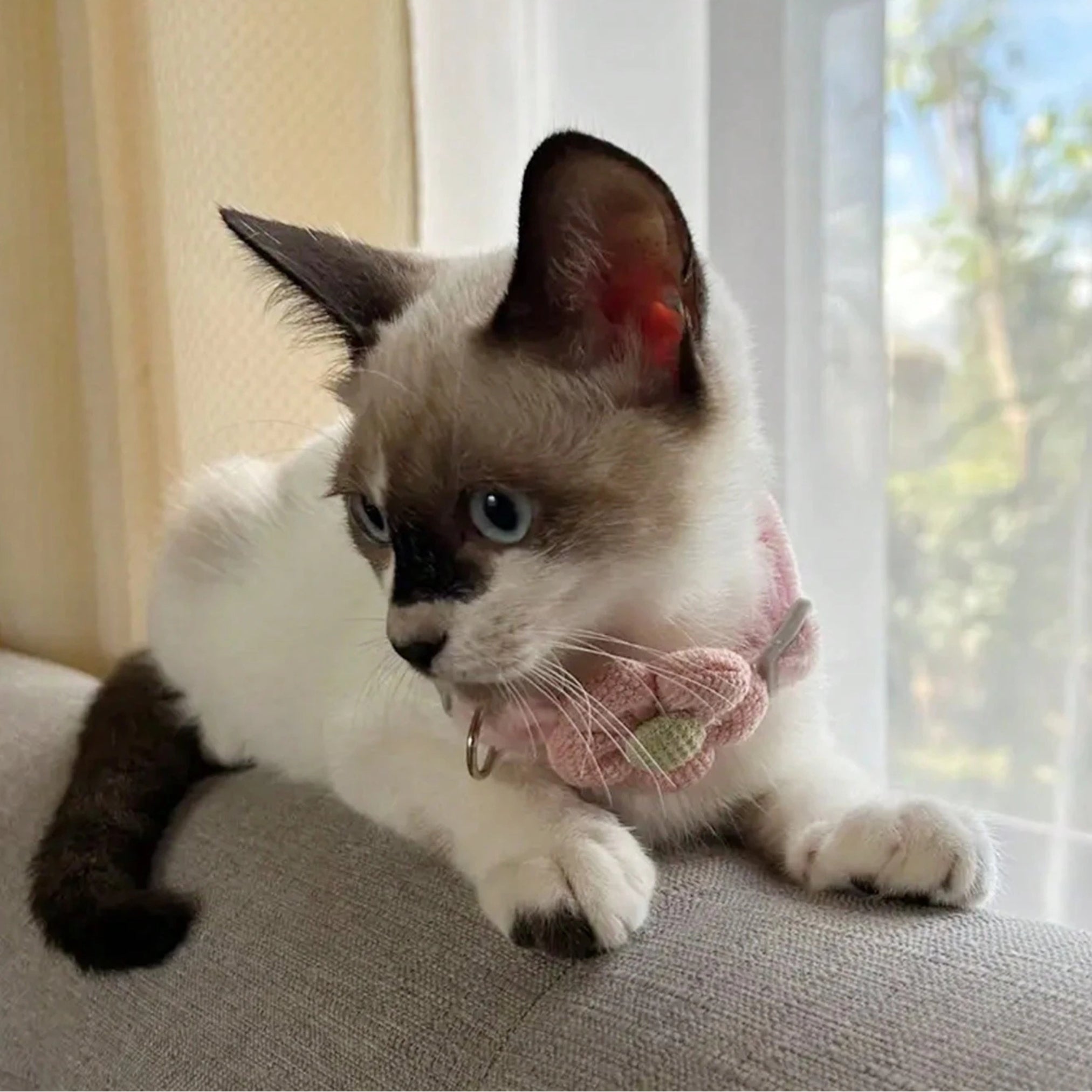 Collier de Chat Sécurité avec Clochette – Réglable & Mignon thumbnail 6