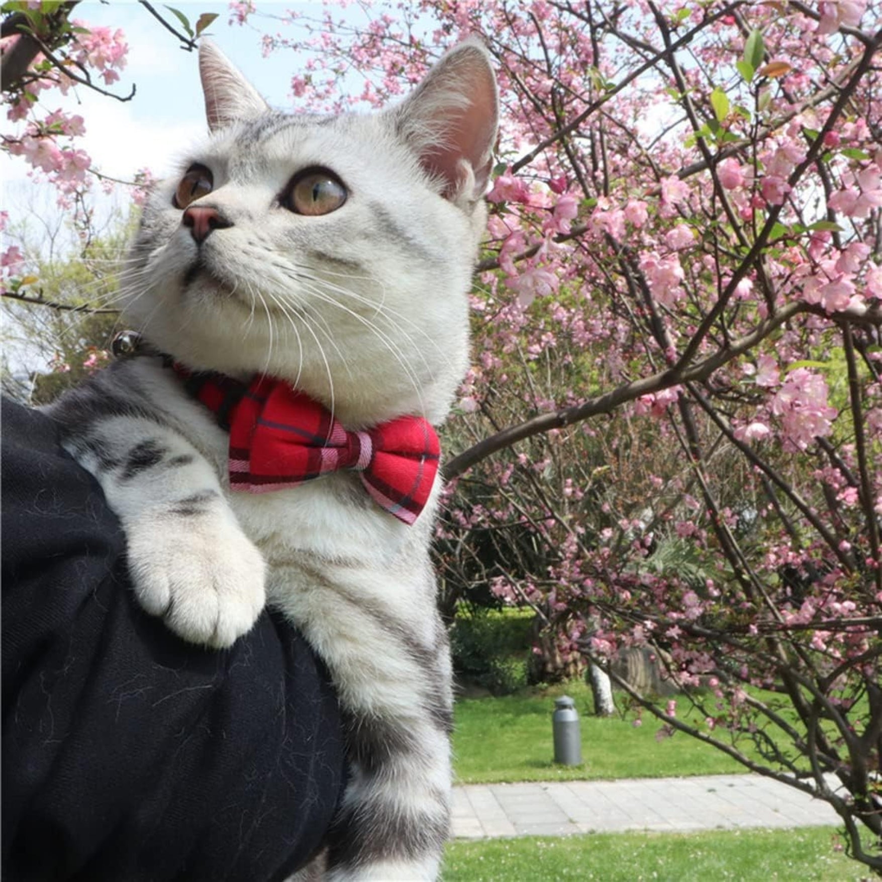 Collier Nœud Papillon pour Animaux – Cravate Réglable avec Clochette thumbnail 6