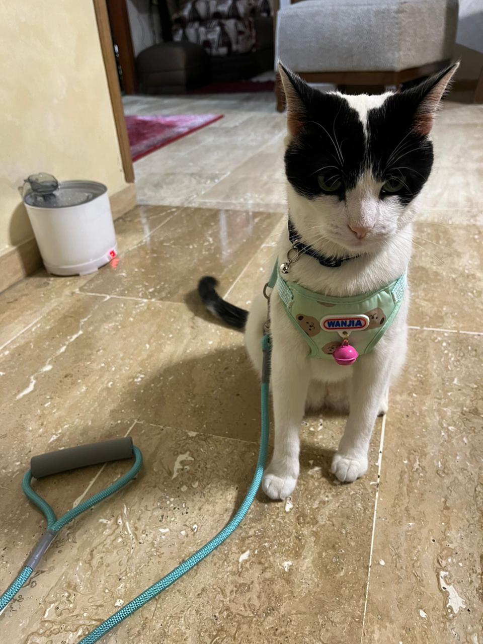 Harnais Confort & Sécurité pour Chat et petit chien 3 m