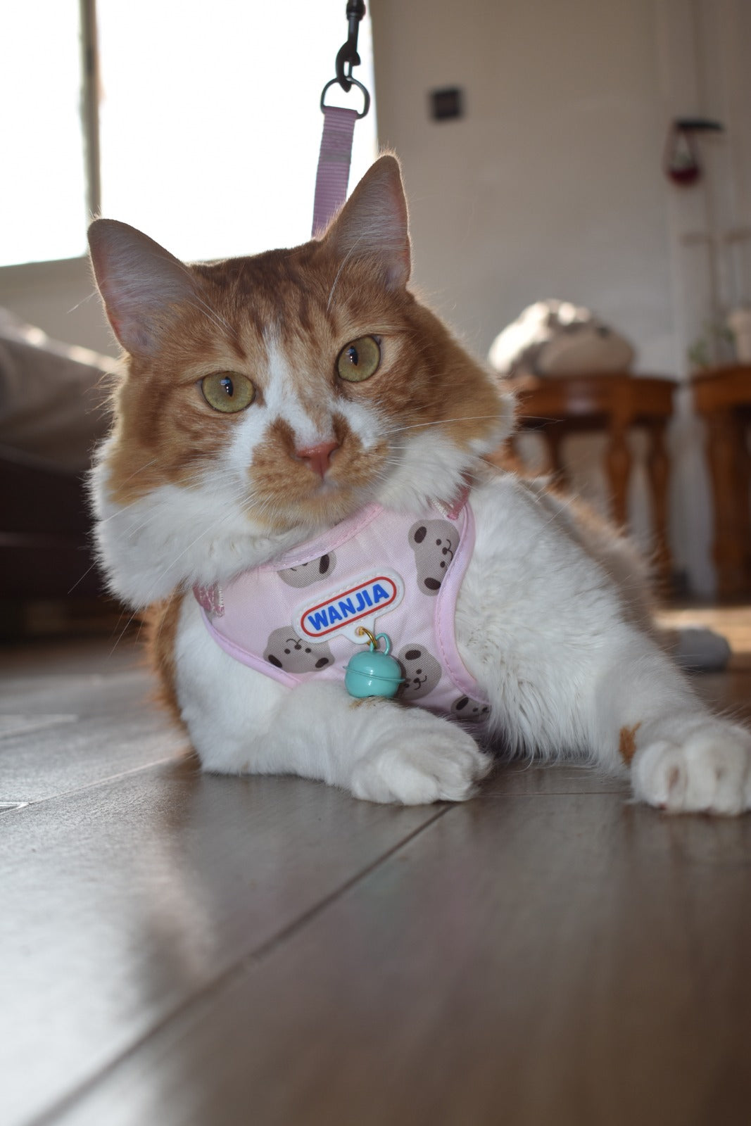 Harnais Confort & Sécurité pour Chat et petit chien 3 m - 2