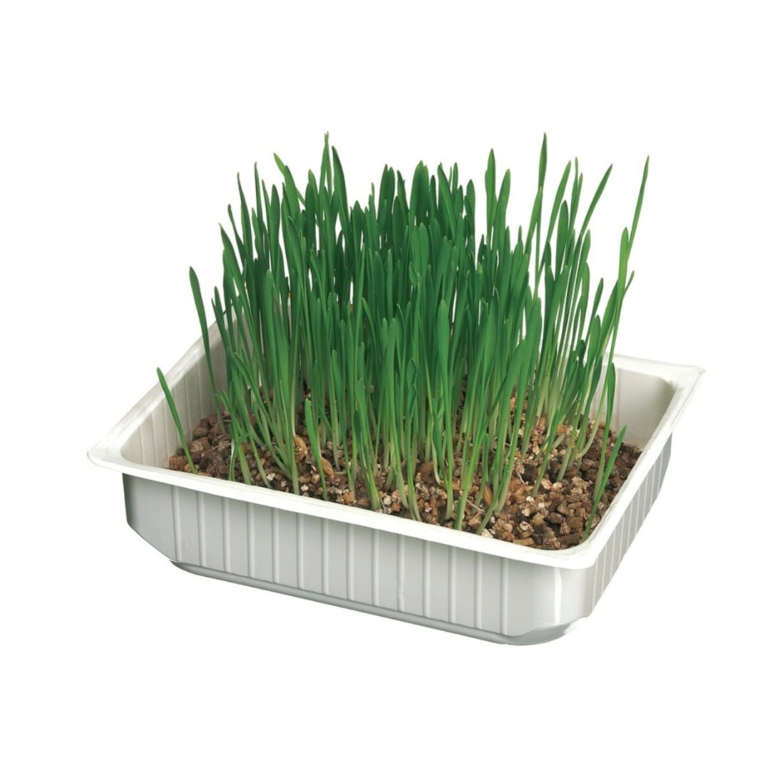 Herbe à chat Leo Pet avec fibre de coco – Soutien digestif naturel et contrôle des boules de poils (100 g) - 2