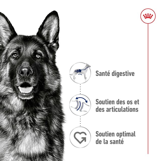 Royal Canin Maxi Adult - Croquettes pour chien (4 kg, 15 kg) thumbnail 2