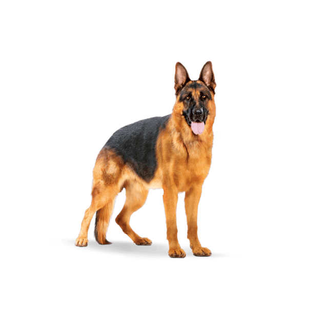 Royal Canin Maxi Adult - Croquettes pour chien (4 kg, 15 kg) thumbnail 6